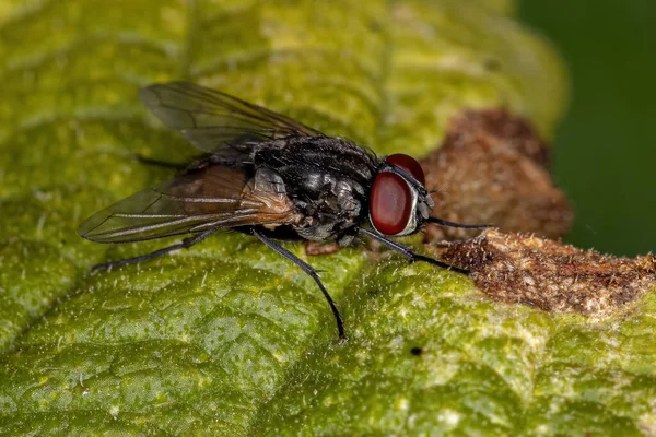 Ενηλίκων House Fly Species Musca Domestica — Φωτογραφία Αρχείου