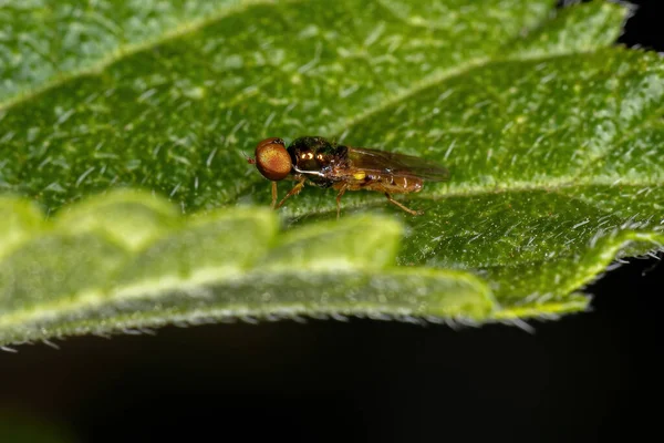 Adult Soldier Fly Του Genus Microchrysa — Φωτογραφία Αρχείου