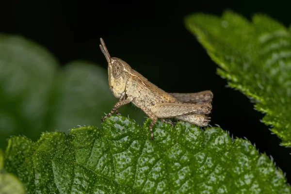 Ninfa Saltamontes Cuernos Cortos Familia Acrididae —  Fotos de Stock