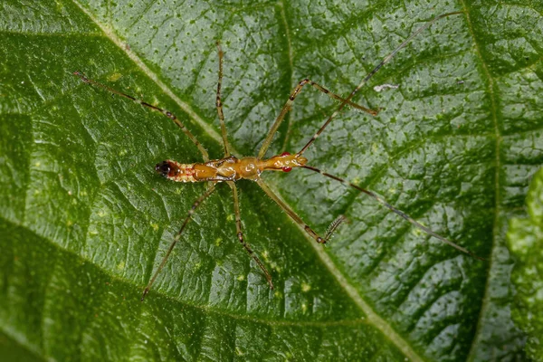 Assassin Bug Nymphe Des Stammes Harpactorini — Stockfoto