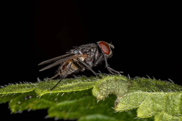 Erwachsene Stubenfliege Der Art Musca Domestica — Stockfoto