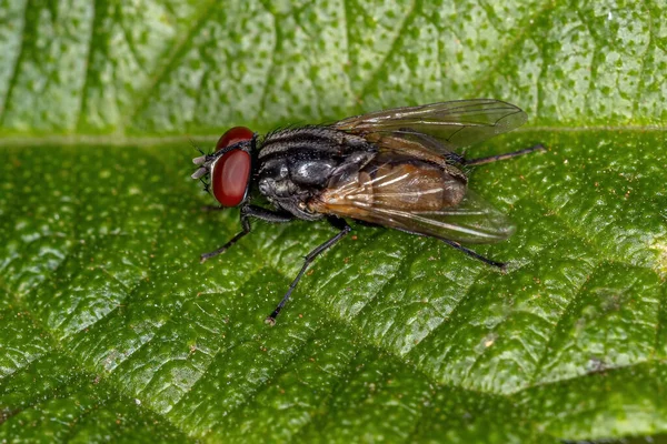 Adult House Mucha Gatunku Musca Domestica — Zdjęcie stockowe