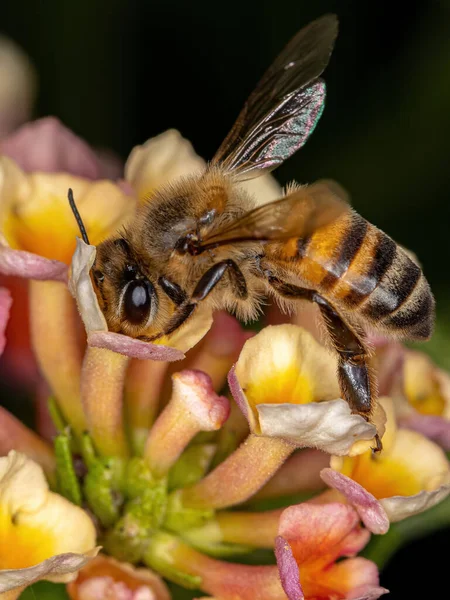 Abelha Mel Ocidental Adulta Espécie Apis Mellifera Polinizando Planta Lantana — Fotografia de Stock