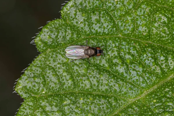 Braquicerano Adulto Mosca Del Suborden Brachycera —  Fotos de Stock