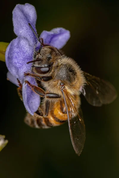 Abelha Mel Ocidental Adulta Espécie Apis Mellifera Polinizadora Duranta Erecta — Fotografia de Stock