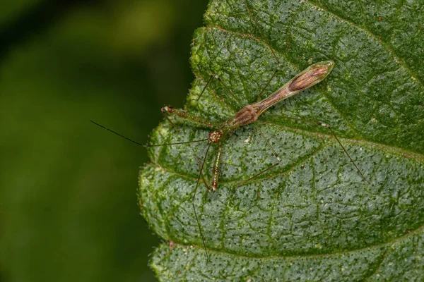 Dorosły Zabójca Bug Rodzaju Bactrodes — Zdjęcie stockowe