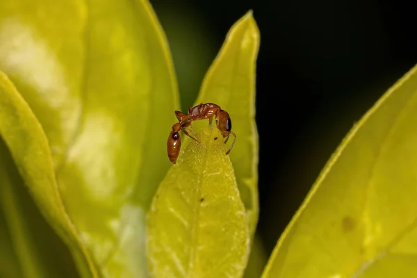 Ενηλίκων Red Twig Ant Genus Pseudomyrmex — Φωτογραφία Αρχείου