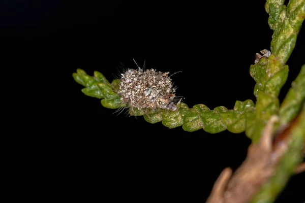 Larva Lactante Verde Familia Chrysopidae — Foto de Stock