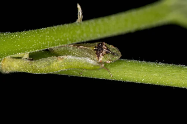 Leafhopper Adulto Testa Piatta Della Tribù Xerophloeini — Foto Stock
