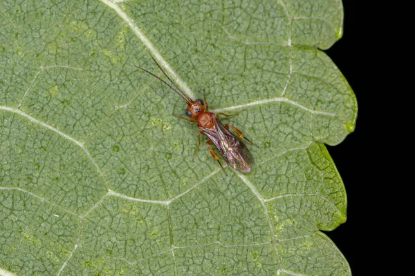 Braconidae Ailesinden Yetişkin Braconid Wasp — Stok fotoğraf