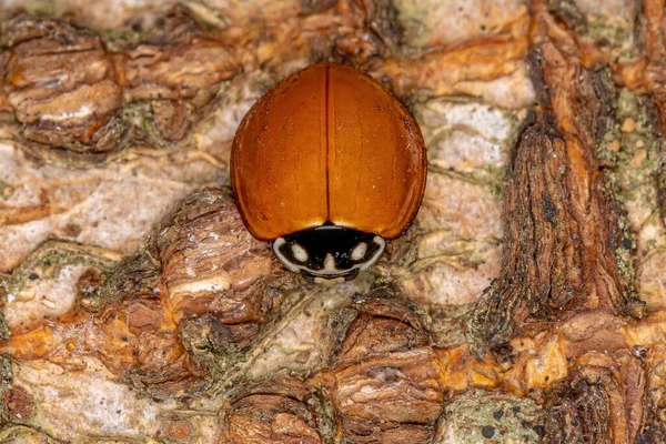 Ενηλίκων Spotless Lady Beetle Species Cycloneda Sanginea — Φωτογραφία Αρχείου