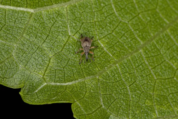 Adult Pear Formade Weevil Underfamiljen Apioninae — Stockfoto