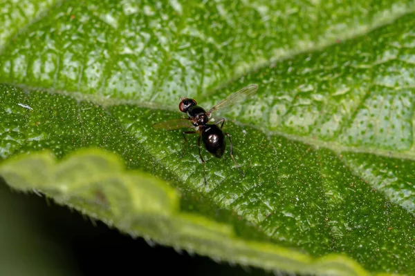 Взрослый Черный Мухомор Семейства Sepsidae — стоковое фото