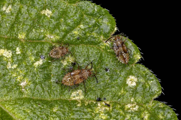 Pequeño Insecto Encaje Familia Tingidae —  Fotos de Stock