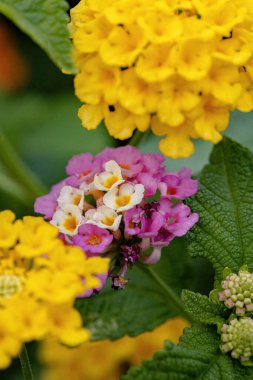 Seçici odaklı Lantana Camara türünün ortak Lantana çiçeği