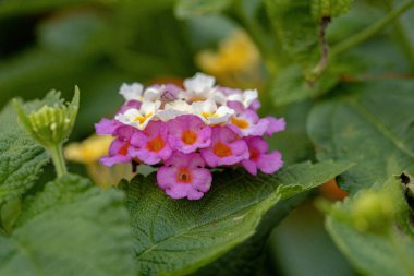 Seçici odaklı Lantana Camara türünün ortak Lantana çiçeği