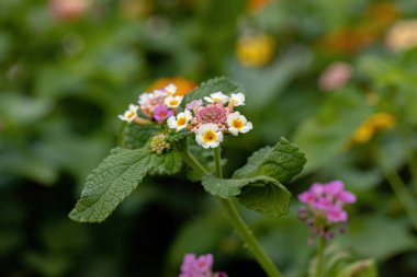 Seçici odaklı Lantana Camara türünün ortak Lantana çiçeği