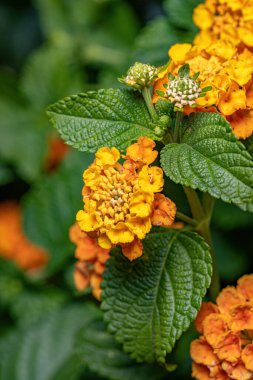 Seçici odaklı Lantana Camara türünün ortak Lantana çiçeği