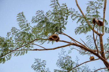 Mavi Jakaranda ağacı. Meyve çiçeği ve seçici odak noktası olan jakaranda mimozomları.