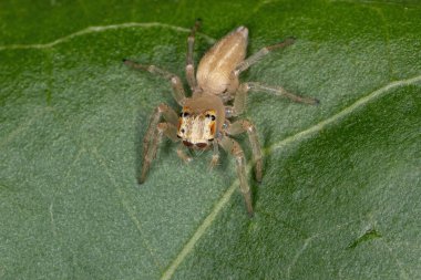 Chira cinsinin küçük zıplayan örümceği.