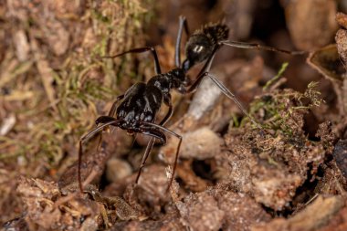 Odontomachus cinsinin Yetişkin Tuzak Çene Karıncası