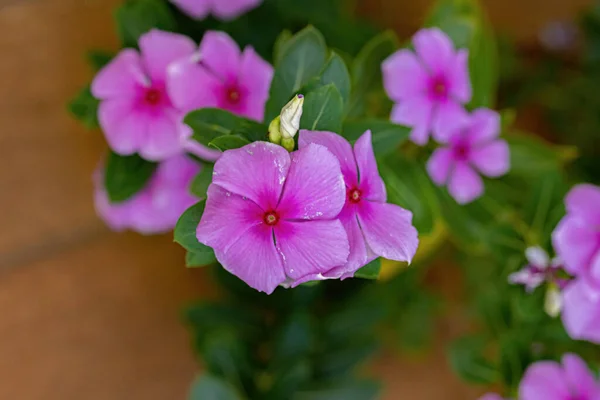 Розовый Мадагаскарский Перивинклевый Цветок Вида Catharanthus Peneus Выборочным Фокусом — стоковое фото