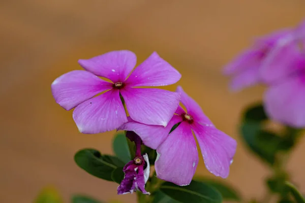 Rosa Madagáscar Periwinkle Flor Espécie Catharanthus Roseus Com Foco Seletivo — Fotografia de Stock