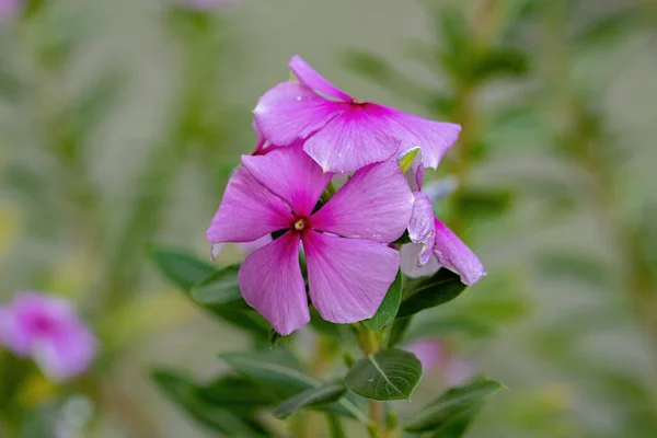 Rosa Madagáscar Periwinkle Flor Espécie Catharanthus Roseus Com Foco Seletivo — Fotografia de Stock