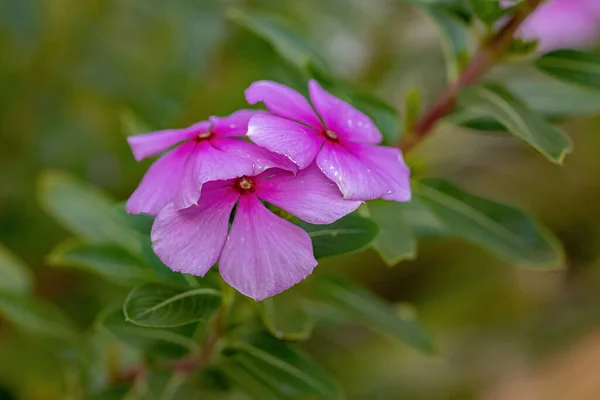 Rosa Madagáscar Periwinkle Flor Espécie Catharanthus Roseus Com Foco Seletivo — Fotografia de Stock