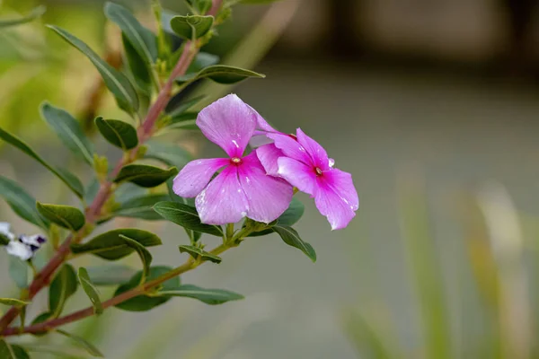 Pervenche Rose Madagascar Fleur Espèce Catharanthus Roseus Orientation Sélective — Photo