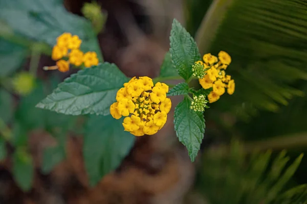 Fiore Lantana Comune Della Specie Lantana Camara Con Focus Selettivo — Foto Stock