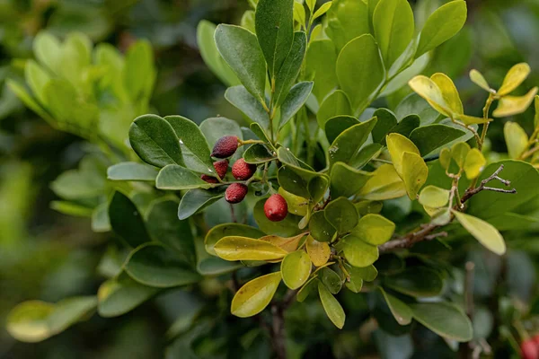 Orange Jasmine Plant of the species Murraya paniculata with fruits and selective focus