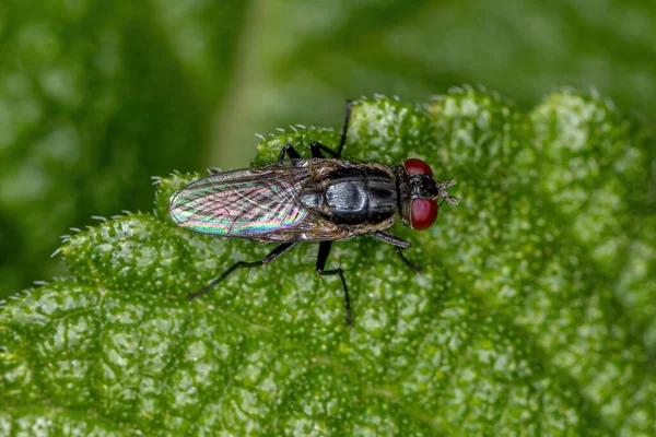 Felnőtt Brachyceran Fly Alorder Brachycera — Stock Fotó