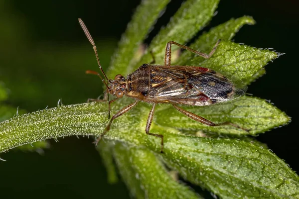 Bug Planta Scentless Adulto Subfamília Rhopalinae — Fotografia de Stock