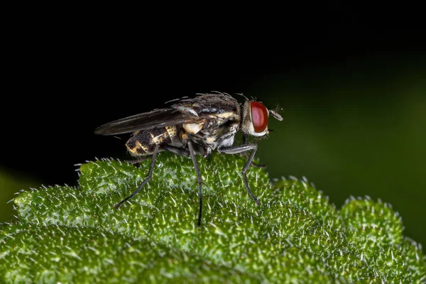 Mosca Brachyceran Adulta Subordem Brachycera — Fotografia de Stock