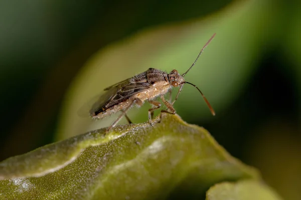 Bug Planta Scentless Adulto Subfamília Rhopalinae — Fotografia de Stock