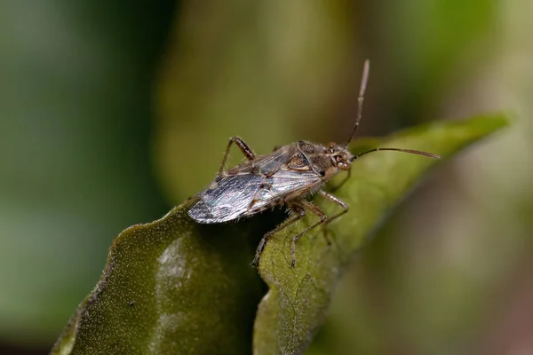 Roślina Bezzapachowa Dla Dorosłych Bug Podrodziny Rhopalinae — Zdjęcie stockowe