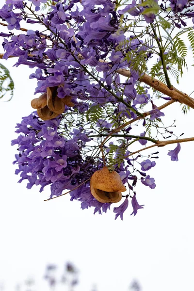 Blue Jacaranda Tree of the species Jacaranda mimosifolia with fruits flower and selective focus