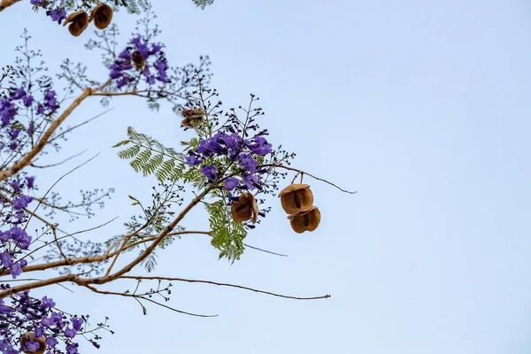 Blue Jacaranda Tree of the species Jacaranda mimosifolia with fruits flower and selective focus