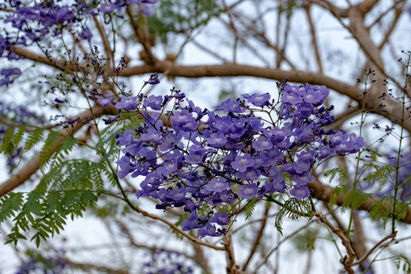 Blue Jacaranda Tree of the species Jacaranda mimosifolia with fruits flower and selective focus