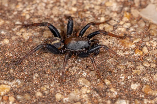 Взрослый Самец Zodariid Spider Семейства Zodariidae — стоковое фото