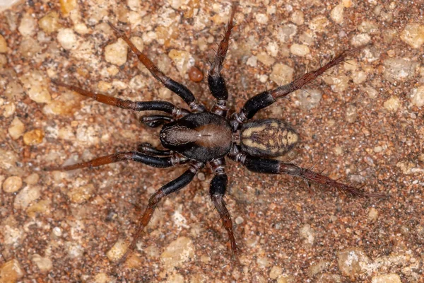 Felnőtt Hím Zodariid Pók Zodariidae Családból — Stock Fotó