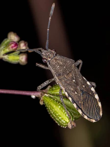 Alt Heteroptera Nın Yetişkin Gerçek Hatası — Stok fotoğraf