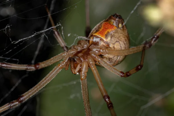 Female Brown Widow Species Latrodectus Geometricus — Stock Photo, Image