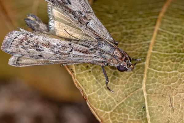 Pequena Mariposa Adulta Ordem Lepidoptera — Fotografia de Stock