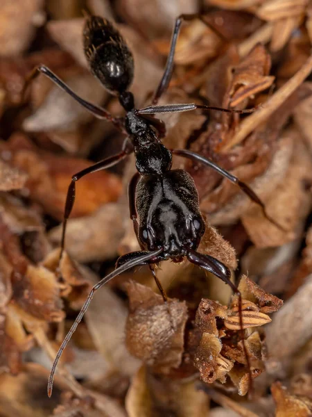 Odontomachus Cinsinin Yetişkin Tuzak Çene Karıncası — Stok fotoğraf