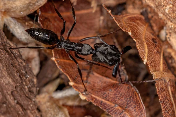 Volwassen Vangmuismier Van Het Geslacht Odontomachus — Stockfoto