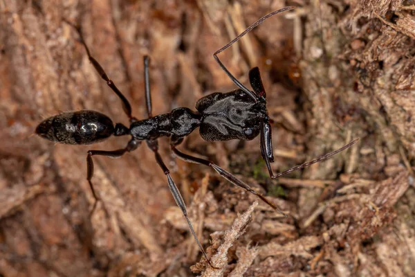 牙龙属成虫的成年虎钳蚂蚁 — 图库照片