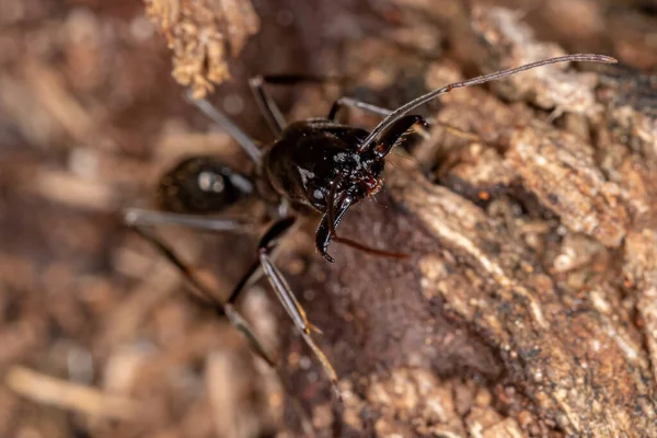 Dospělých Mravenců Rodu Odontomachus — Stock fotografie