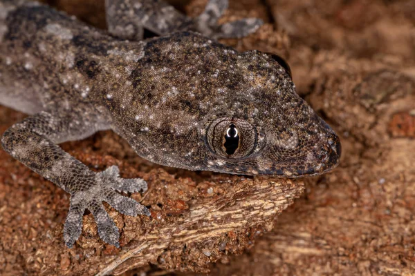 Casa Tropical Gecko Espécie Hemidactylus Mabouia — Fotografia de Stock